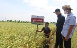 Nam Định: Giống lúa Việt Thành 213 cho năng suất cao, người nông dân vui mừng khôn siết