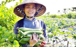 Kiên Giang: Ngắm những giàn mướp, ruộng trồng củ cải trắng đẹp như phim của nông dân