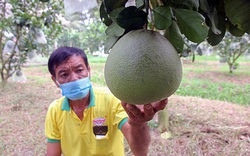 Hậu Giang: Cũng là bưởi da xanh, nhưng nông dân ở đây trồng kiểu gì để bán trái giá cao hơn thị trường?