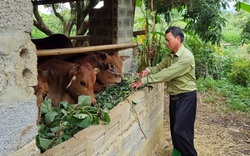 Vùng đất Nong Mòn một thời bị ma túy bủa vây bây giờ ra sao? - Kỳ cuối: Ngày mới tốt lành