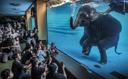 Những tác phẩm chiến thắng giải nhiếp ảnh động vật hoang dã 2021