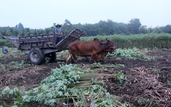 Tây Ninh: Nông dân vừa nhổ mì chạy lụt vừa tất tả đi tìm nơi tiêu thụ