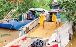 Giá lúa tăng trở lại