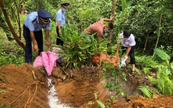 Hà Giang: Trong 1 tháng, tiêu hủy hơn 100 tấn lợn nhiễm dịch tả châu Phi