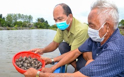 Cà Mau: "Vàng trong bùn" dân ở đây bắt lên đem bán đắt tiền thực ra là loài gì?