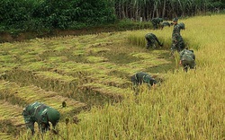 Nông thôn Tây Bắc: Cán bộ, chiến sỹ Đồn Biên phòng Phiêng Pằn gặt lúa giúp dân chạy bão