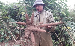 Thái Nguyên: Nông dân trồng loại sắn lạ, ruột vàng ăn dẻo thơm, vì sao không dám trồng thêm?