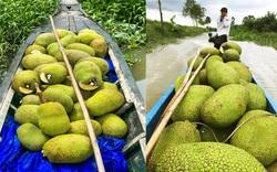 Giá mít Thái hôm nay 16/10: Giá phân bón tăng gấp đôi, người dân trồng mít Thái có lời không?