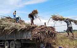 Ngành mía đường: DN sản xuất ngày càng teo tóp, sản lượng sụt giảm nghiêm trọng