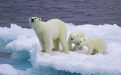 Khủng hoảng năng lượng biến Bắc Cực thành mặt trận mới trong căng thẳng EU - Nga