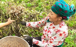 Hà Giang: Nông dân đổi đời nhờ trồng thứ cây ra quả vùi dưới đất, nhổ bật lên toàn củ là củ