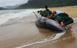 TT-Huế: Giải cứu cá voi nặng 3 tấn, dài 10m dạt vào bờ biển