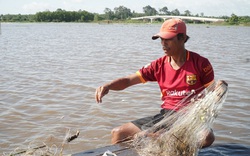 Mùa nước nổi ở Tây Ninh: Nông dân giăng lưới bắt cá đồng, cua đồng, hái rau đồng mưu sinh