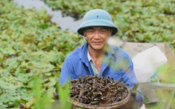 Nông sản Việt Nam gọi là củ nhưng mọc dưới nước như lục bình, có thể thổi như sáo