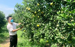 Nông dân đầu tiên của tỉnh Thanh Hóa trồng cam đạt chuẩn toàn cầu- GlobalGAP, bỏ tiền tỷ thu tiền tỷ