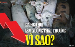 Giá heo hơi lên, xuống thất thường: Vì sao?