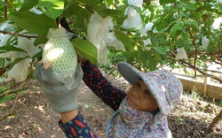 Ninh Bình: Trồng thứ ổi ngọt ngon, ai ăn cũng mê, dân ở  đây vẫn sống khỏe giữa mùa Covid 19