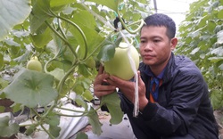 Thanh Hóa: Bỏ phố về quê trồng dưa vàng, trai Nga Sơn vẫn đàng hoàng như ai

