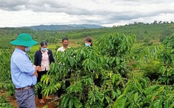 Gia Lai: Nông dân Chư Păh thi đua sản xuất giỏi