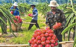 Xuất khẩu trái cây kỳ vọng kéo lại đơn hàng dịp cuối năm