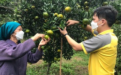 Quýt Mường Khương chín vàng trên đồi, nông dân lập ngay 8.000 tài khoản trên chợ này để bán