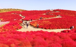 Video: Mê mẩn những thảm cỏ Kochia có khả năng tự đổi màu theo mùa ở Nhật Bản