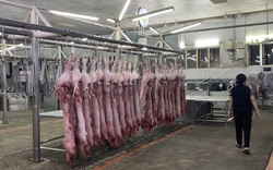 Giá heo hơi bật tăng, Cục Thú y khẳng định thịt nhập khẩu không phải nguyên nhân khiến giá heo hơi giảm