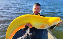 Ngư dân bất ngờ khi bắt được chú cá màu vàng óng, có thể nặng tới 136kg