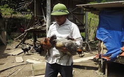 Nghệ An: Nuôi loại gà đặc sản đen từ ngoài vào trong, nông dân xã biên giới giàu lên trông thấy