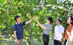 Tuyên Quang: Vào mô hình "5 cùng", nông dân giúp nhau làm giàu từ trồng bưởi hữu cơ