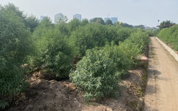 Đào rừng tiền triệu về phố, chủ vườn đào lên kế hoạch khuyến mại Tết Nhâm Dần 2022