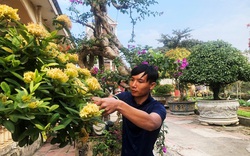 Vĩnh Phúc: Nông dân trồng vườn cây cảnh độc, lạ, có cây tiền tỷ, dân chơi cây từ Sài Gòn cũng lặn lội ra xem