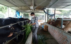 Vào chi, tổ hội nghề nghiệp ở Bình Định: Nông dân Tây Vinh được xã cấp 3ha đất trồng cỏ, nuôi bò