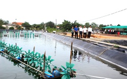 Long An: Nuôi tôm, trồng lúa đặc sản, nông dân nơi này thu nhập 72 triệu đồng/người/năm