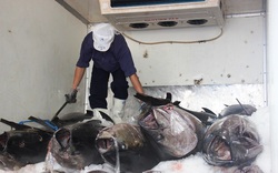 5 loài cá quý hiếm sẽ được bảo vệ đường di cư sinh sản, là những loại gì?