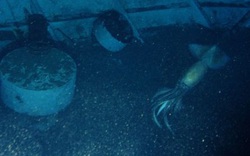 Sinh vật biển khổng lồ canh giữ con tàu đắm khiến các nhà khoa học "sốc toàn tập" 