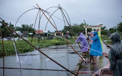 Kể chuyện làng: Mùa lụt – cất cá ở quê tôi
