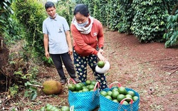 Vì sao trái bơ "rớt hạng", trồng cây bơ năm nay mất mùa mà nhiều nông dân Đắk Lắk vẫn quyết giữ vườn bơ?