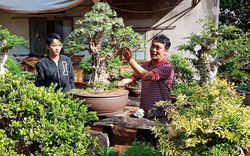 Gia Lai: Trồng cây cảnh mà trai làng phát tài, nhặt cây sung vứt ngoài đường mang về uốn thành "cây vàng"