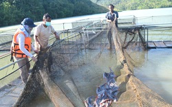 Theo dự thảo quy hoạch này, sông Sêrêpôk có 5 khu cấm khai thác thủy sản có thời hạn để bảo vệ toàn cá quý