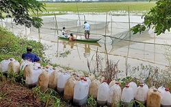 An Giang: Nuôi cá trong ruộng lúa mùa nước nổi, ít phải cho ăn mà cá lại lớn nhanh