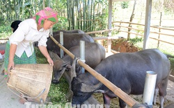 Tuyên Quang: Nuôi trâu vỗ béo, mỗi tháng tăng trọng 15kg, cứ bán 1 lứa nông dân thu 100 triệu