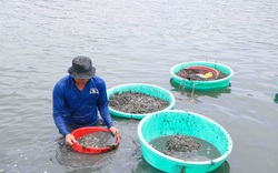 Ninh Thuận: Ngụp lặn cả ngày mò con ốc đen, tuy vất vả nhưng nông dân cũng kiếm 200.000 đồng/ngày