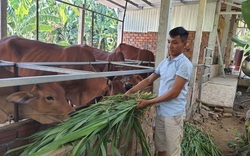 Quảng Nam: Nhiều thanh niên khởi nghiệp bằng nuôi bò, thả cá đã vươn lên làm giàu