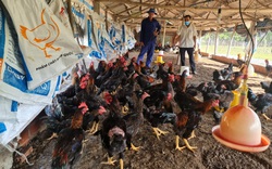 Quảng Nam: “Ông vua” nuôi gà thả vườn trên vùng đất hoang sơ, mỗi năm xuất chuồng 15.000 con
