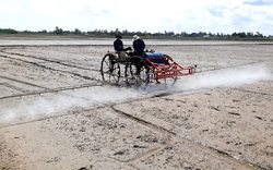 Giá phân bón tăng cao ngất, đến "vua lúa" Đồng Tháp Mười cũng than khó, làm 700 công ruộng không lời một xu