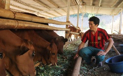 Sơn La: Vay 27 triệu bay đi Israel, chàng trai dân tộc Mông về làm giàu trên vùng đất "chó ăn đá gà ăn sỏi"