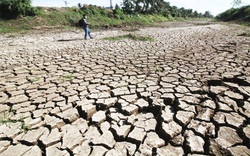 210.000 ha lúa, cây ăn trái và mô hình nuôi tôm ở miền Tây đang bị đe dọa bởi xâm nhập mặn