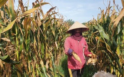 Đắk Nông: Trồng giống ngô mới, chỉ một vụ nông dân thu 50 triệu đồng/ha 