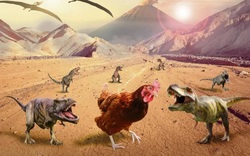 Phát hiện bất ngờ về khủng long 'T-Rex' có kích thước chỉ bằng con gà